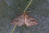 Tephronia sp.